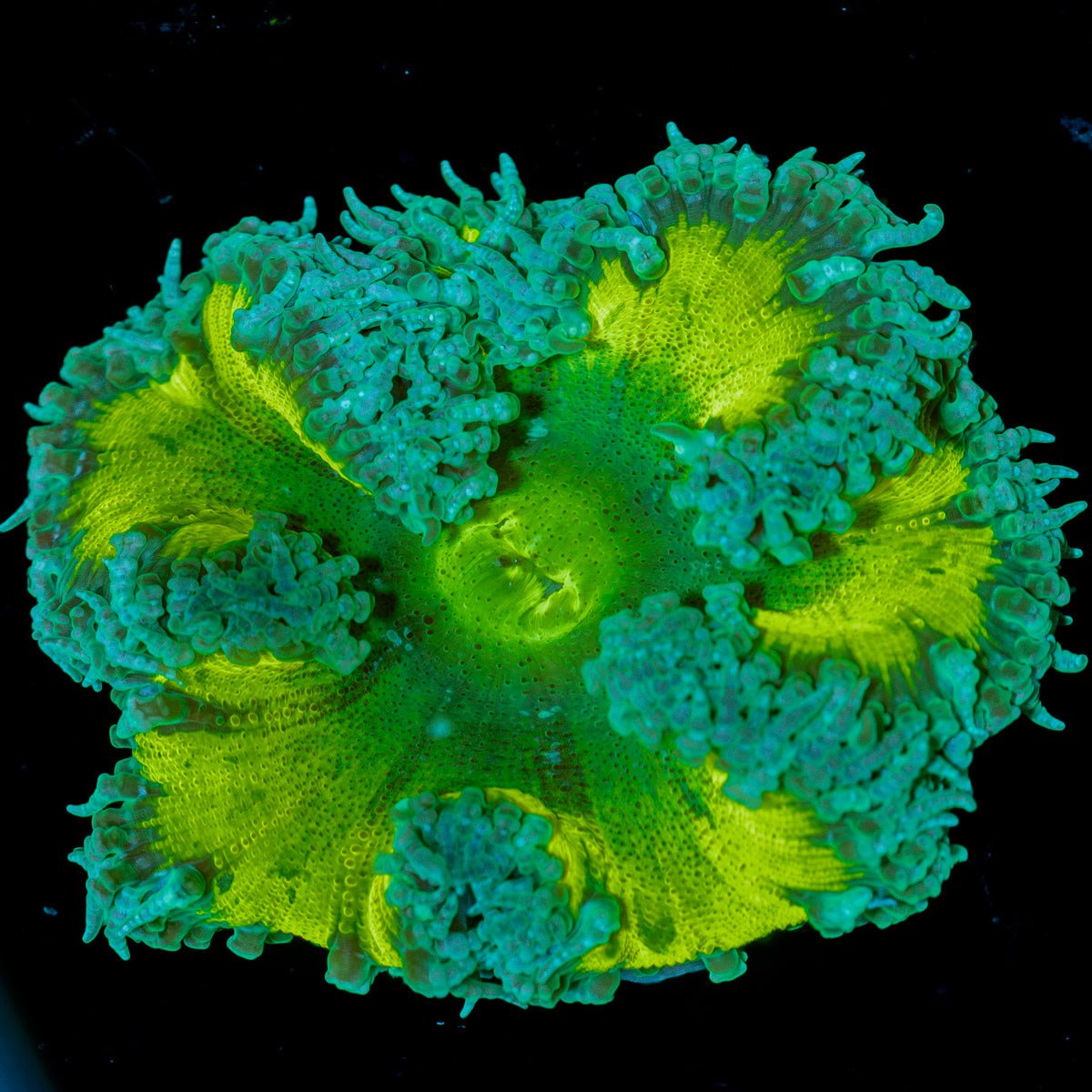 Ultra Rock Flower Anemone - riptide aquaculture llc