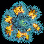 Ultra Rock Flower Anemone - riptide aquaculture llc