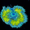 Ultra Rock Flower Anemone - riptide aquaculture llc