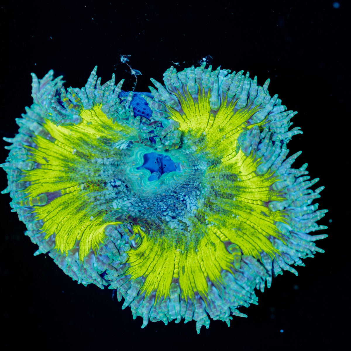 Ultra Rock Flower Anemone - riptide aquaculture llc