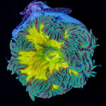 Ultra Rock Flower Anemone - riptide aquaculture llc