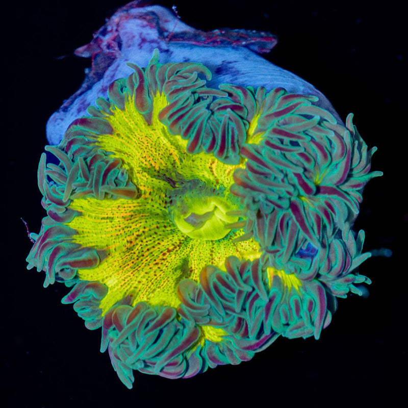 Ultra Rock Flower Anemone