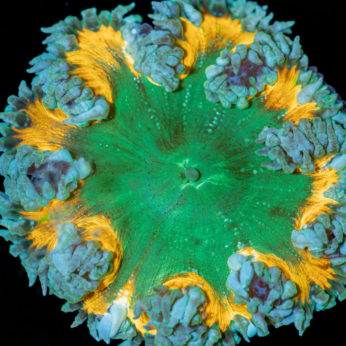Ultra Rock Flower Anemone - riptide aquaculture llc