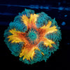 Ultra Rock Flower Anemone - riptide aquaculture llc