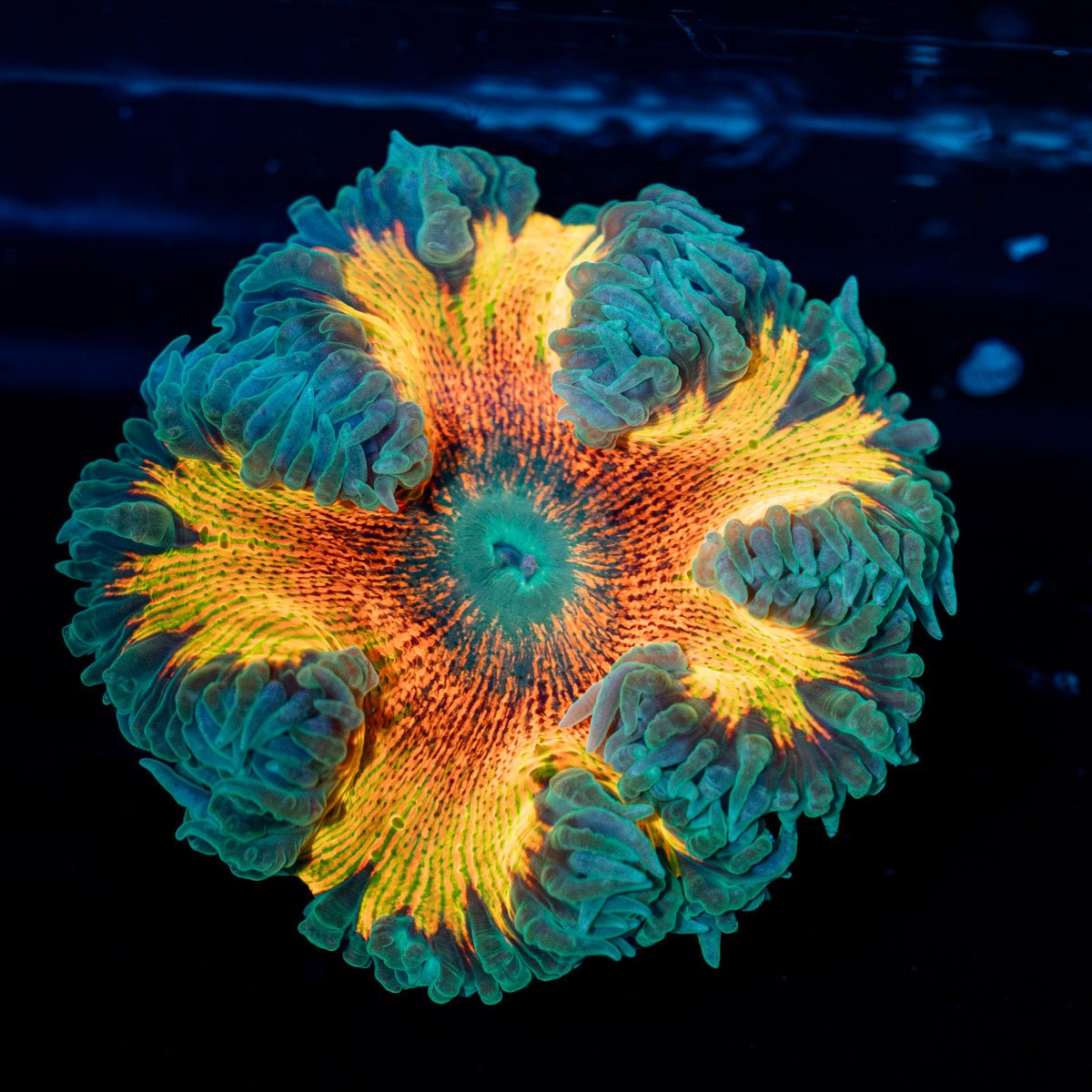 Ultra Rock Flower Anemone - riptide aquaculture llc