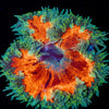 Ultra Rock Flower Anemone - riptide aquaculture llc