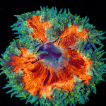Ultra Rock Flower Anemone - riptide aquaculture llc