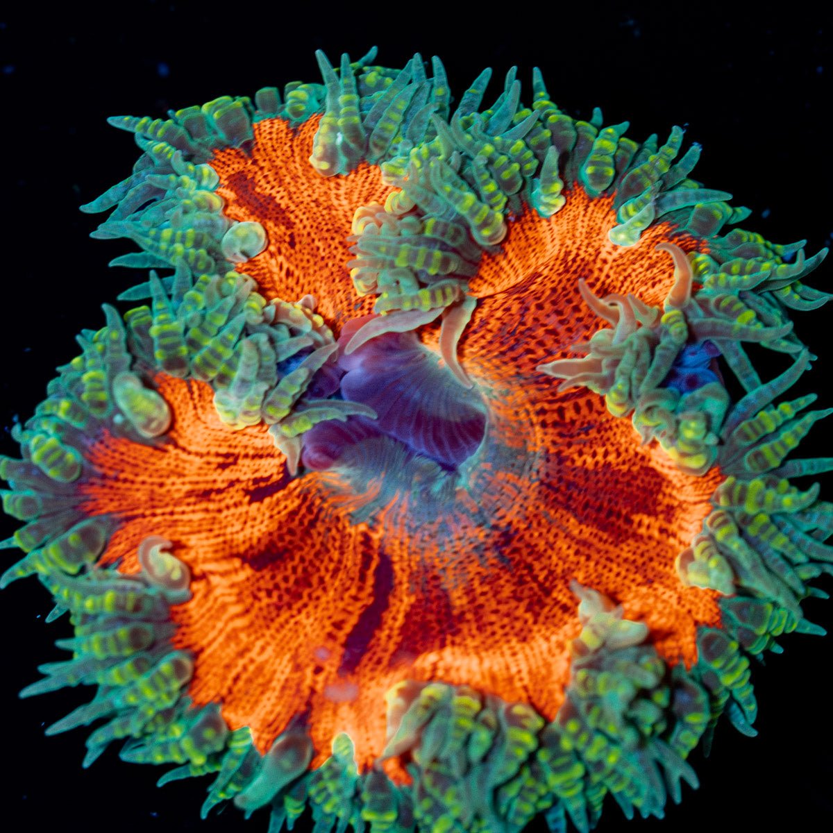 Ultra Rock Flower Anemone - riptide aquaculture llc