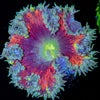Ultra Rock Flower Anemone - riptide aquaculture llc