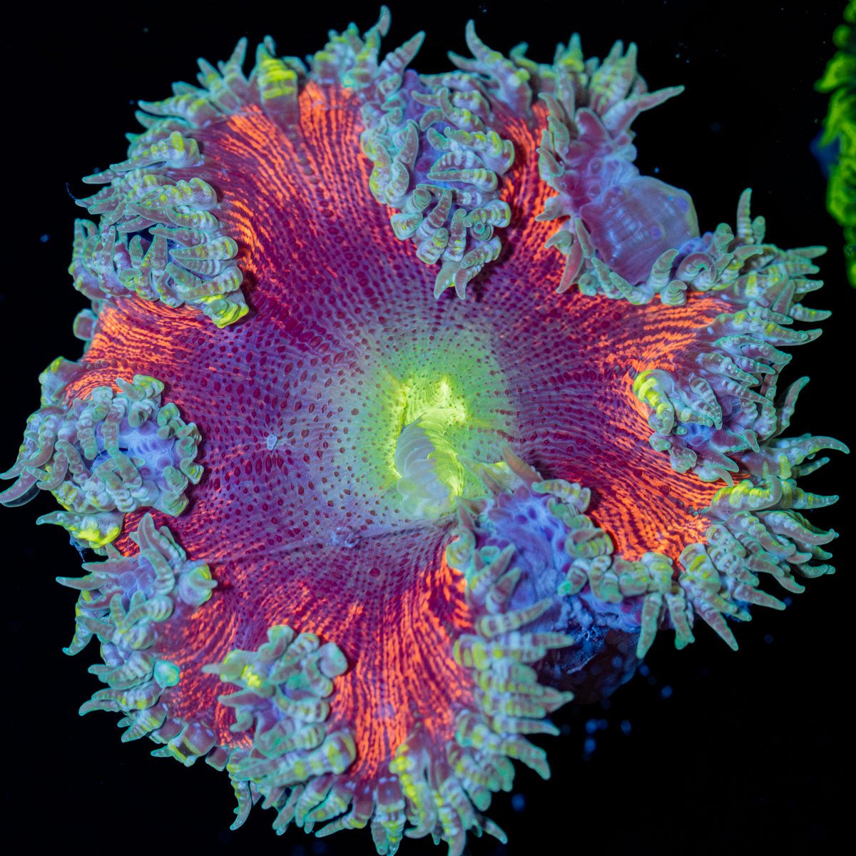 Ultra Rock Flower Anemone - riptide aquaculture llc