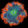 Ultra Rock Flower Anemone - riptide aquaculture llc