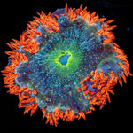 Ultra Rock Flower Anemone - riptide aquaculture llc