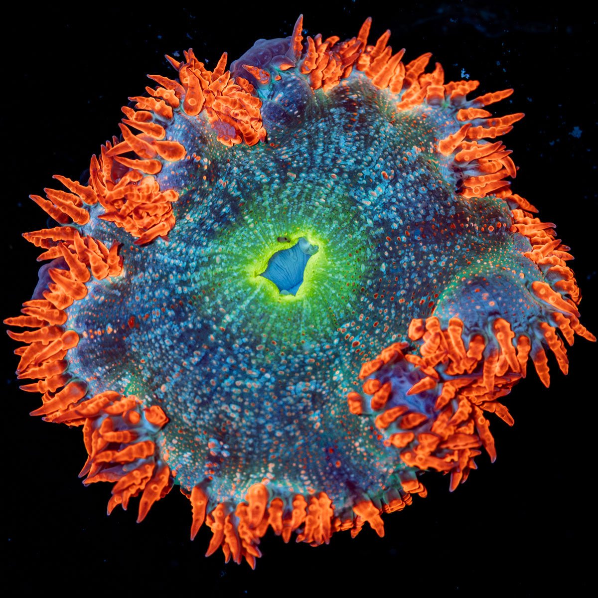 Ultra Rock Flower Anemone - riptide aquaculture llc