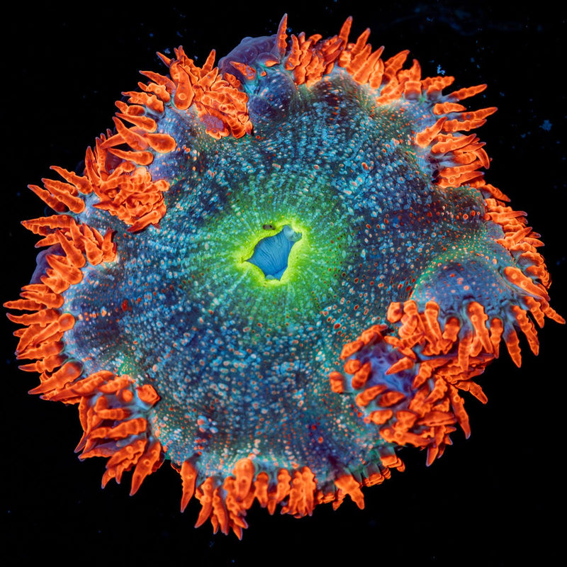 Ultra Rock Flower Anemone
