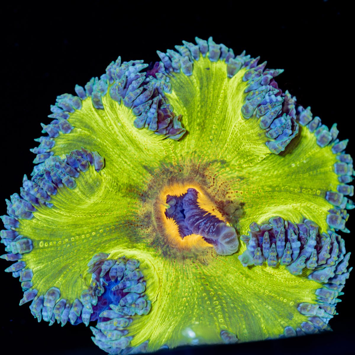 Ultra Rock Flower Anemone - riptide aquaculture llc