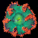Ultra Rock Flower Anemone - riptide aquaculture llc