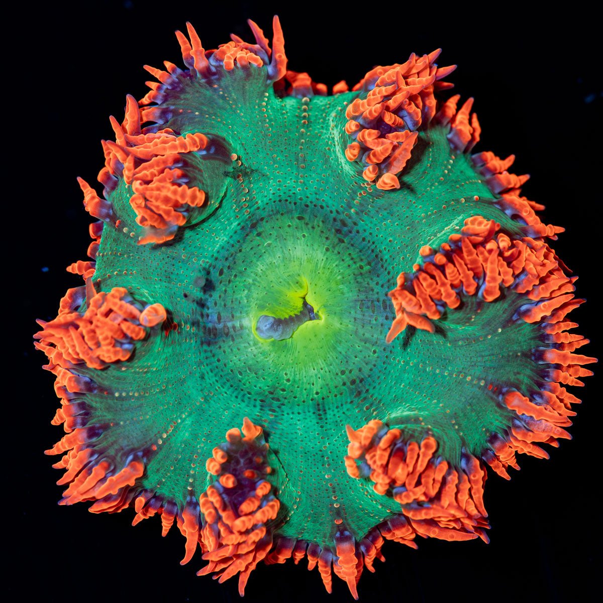 Ultra Rock Flower Anemone - riptide aquaculture llc