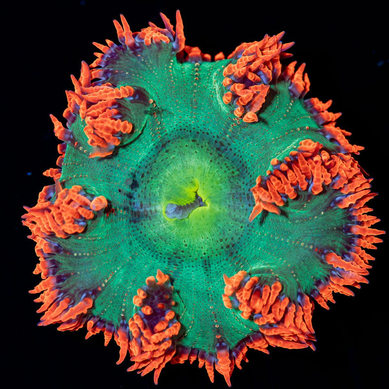 Ultra Rock Flower Anemone