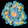Ultra Rock Flower Anemone - riptide aquaculture llc