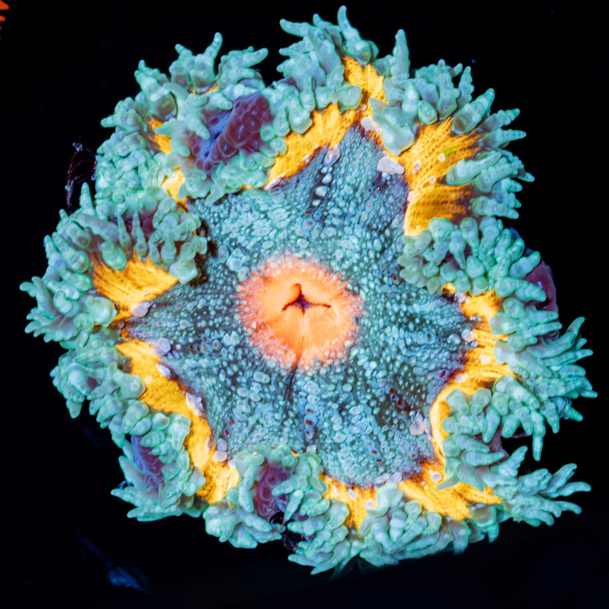 Ultra Rock Flower Anemone - riptide aquaculture llc