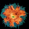 Ultra Rock Flower Anemone - riptide aquaculture llc