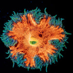 Ultra Rock Flower Anemone - riptide aquaculture llc
