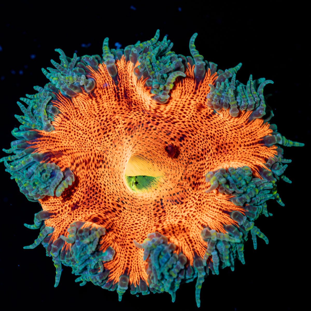Ultra Rock Flower Anemone - riptide aquaculture llc