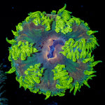 Ultra Rock Flower Anemone - riptide aquaculture llc