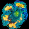 Ultra Rock Flower Anemone - riptide aquaculture llc