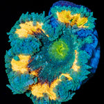 Ultra Rock Flower Anemone - riptide aquaculture llc