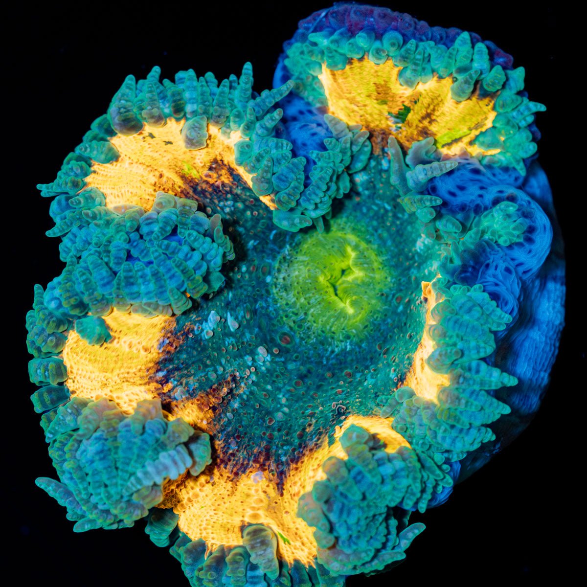 Ultra Rock Flower Anemone - riptide aquaculture llc