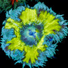 Ultra Rock Flower Anemone - riptide aquaculture llc