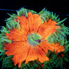 Ultra Rock Flower Anemone - riptide aquaculture llc