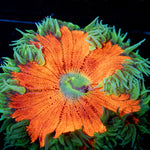 Ultra Rock Flower Anemone - riptide aquaculture llc