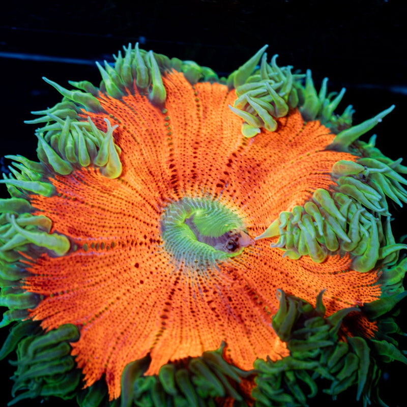 Ultra Rock Flower Anemone
