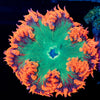 Ultra Rock Flower Anemone - riptide aquaculture llc