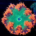 Ultra Rock Flower Anemone - riptide aquaculture llc