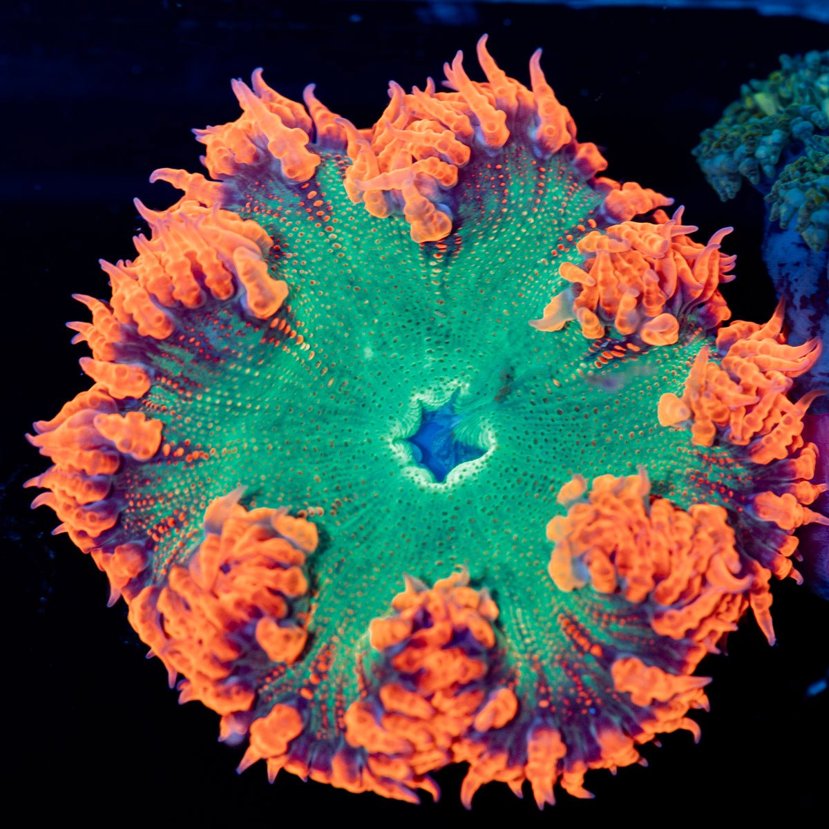 Ultra Rock Flower Anemone - riptide aquaculture llc