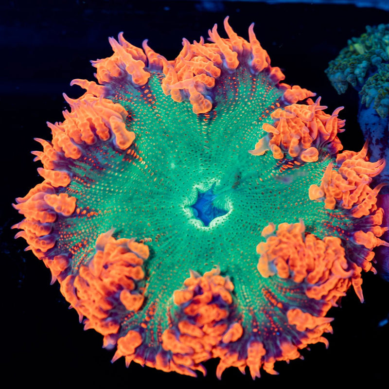 Ultra Rock Flower Anemone