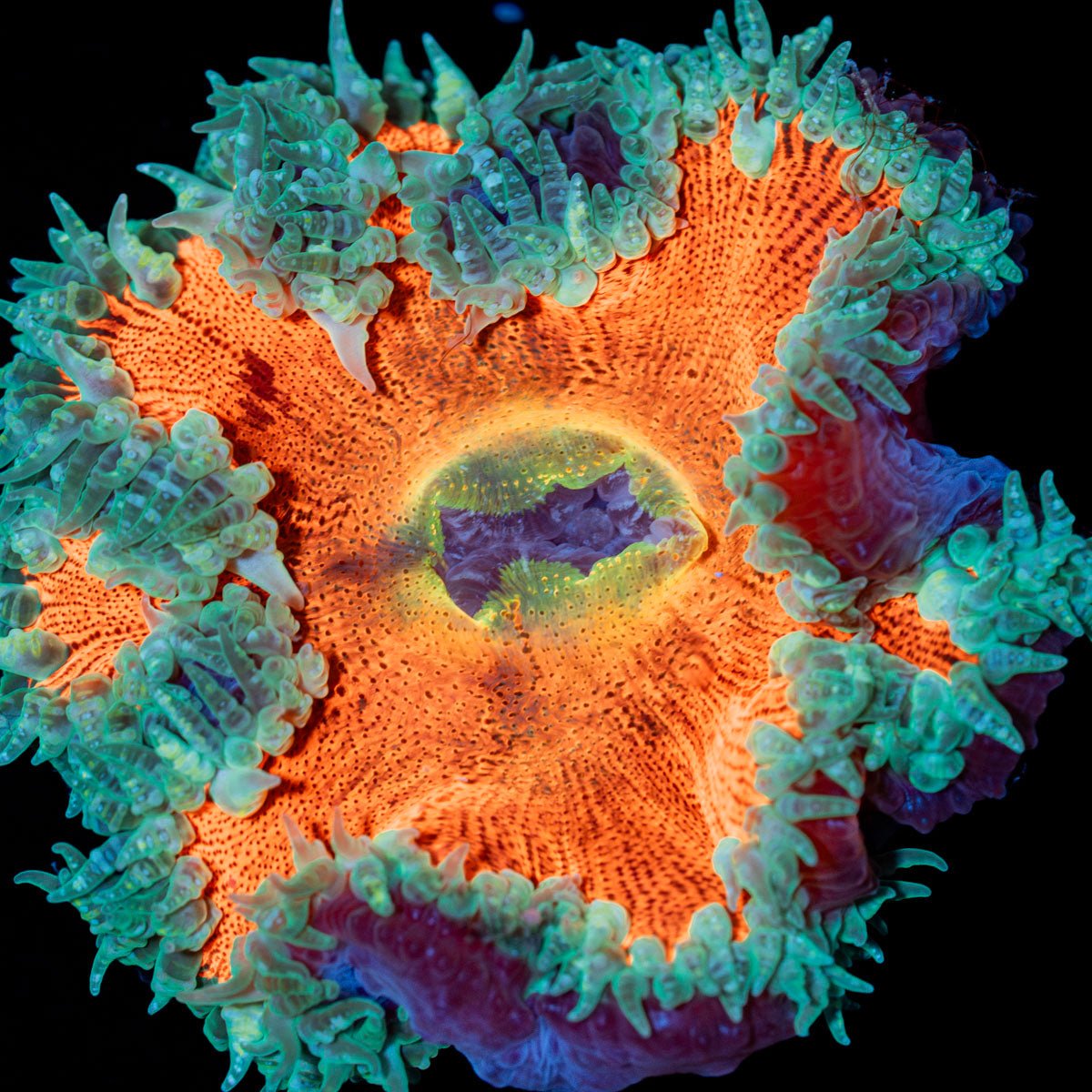 Ultra Rock Flower Anemone - riptide aquaculture llc