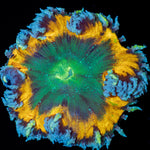 Ultra Rock Flower Anemone - riptide aquaculture llc