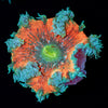 Ultra Rock Flower Anemone - riptide aquaculture llc