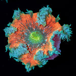 Ultra Rock Flower Anemone - riptide aquaculture llc