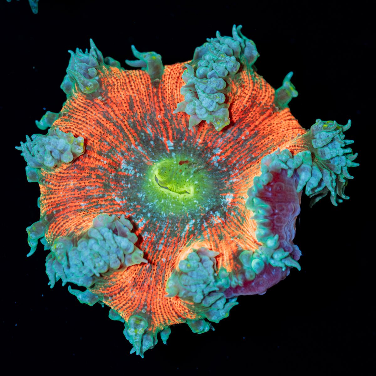 Ultra Rock Flower Anemone - riptide aquaculture llc