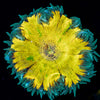 Ultra Rock Flower Anemone - riptide aquaculture llc