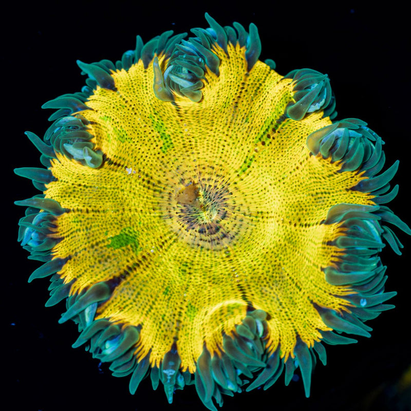 Ultra Rock Flower Anemone