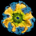 Ultra Rock Flower Anemone - riptide aquaculture llc