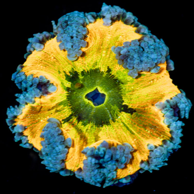 Ultra Rock Flower Anemone