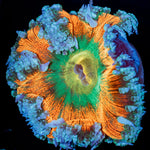 Ultra Rock Flower Anemone - riptide aquaculture llc