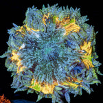 Ultra Rock Flower Anemone - riptide aquaculture llc